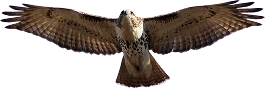 Photo of eagle
